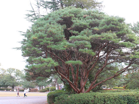 Pinus densiflora