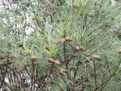 Pinus densiflora