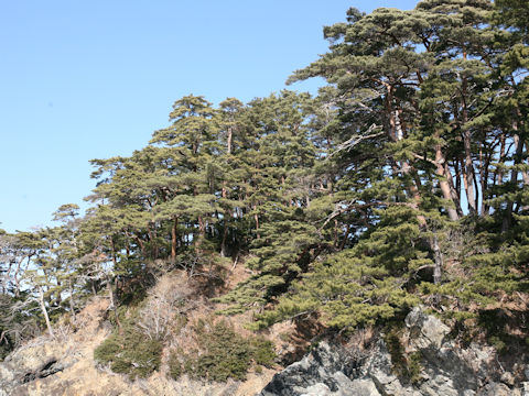 Pinus densiflora