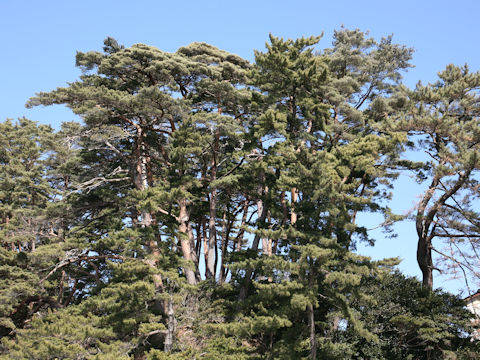 Pinus densiflora