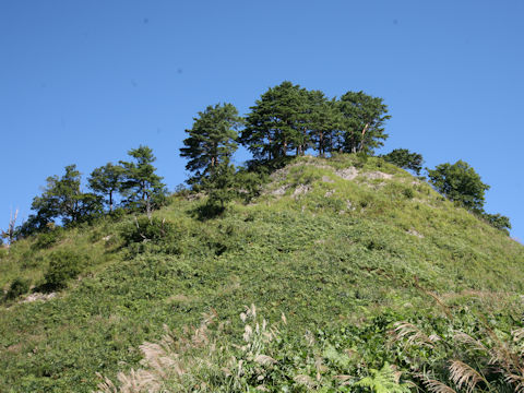 Pinus densiflora