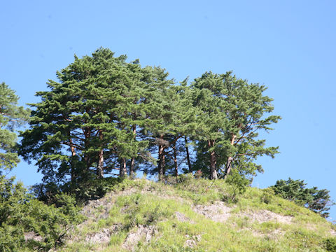 Pinus densiflora