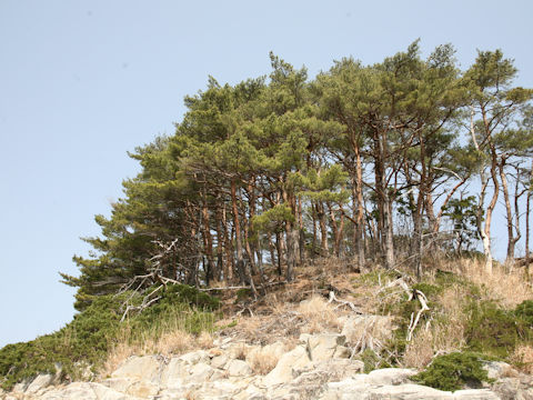 Pinus densiflora