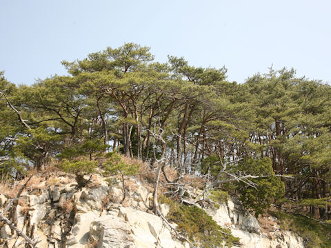 Pinus densiflora