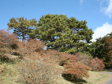 Pinus densiflora