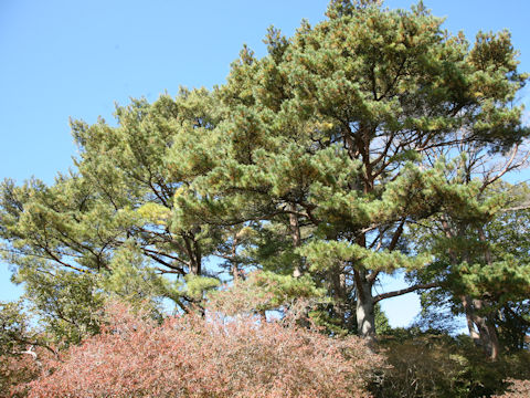 Pinus densiflora