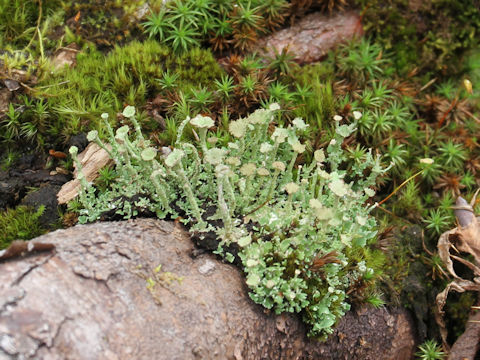 Cladonia pleurotaB