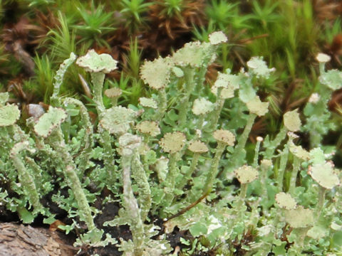 Cladonia pleurotaB