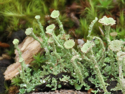 Cladonia pleurotaB