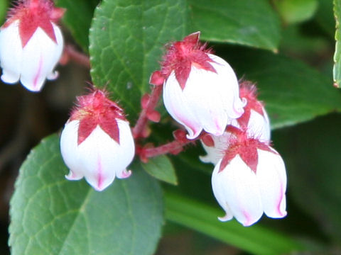 Gaultheria adenothrix