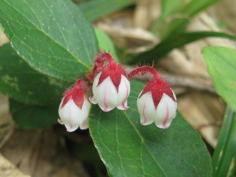 Gaultheria adenothrix