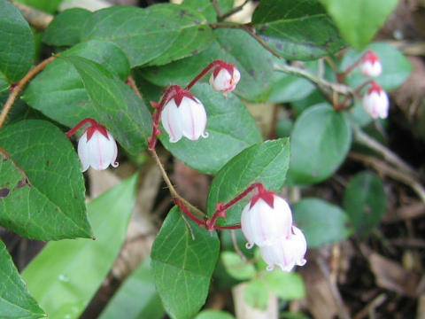 Gaultheria adenothrix