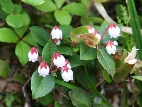 Gaultheria adenothrix