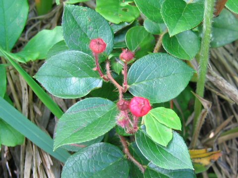 Gaultheria adenothrix