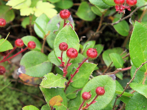 Gaultheria adenothrix