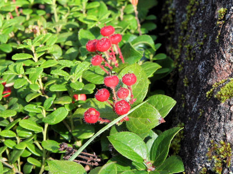 Gaultheria adenothrix