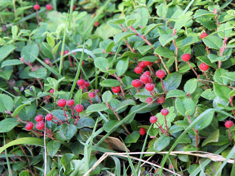 Gaultheria adenothrix