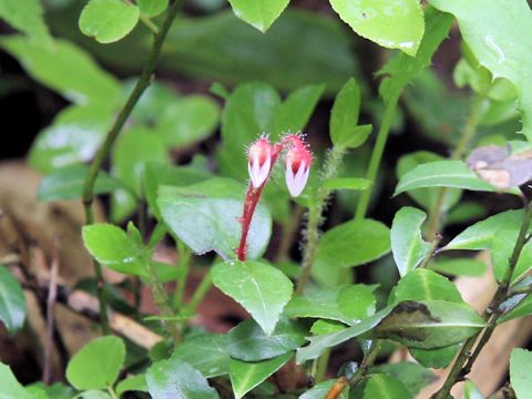 Gaultheria adenothrix