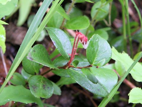 Gaultheria adenothrix