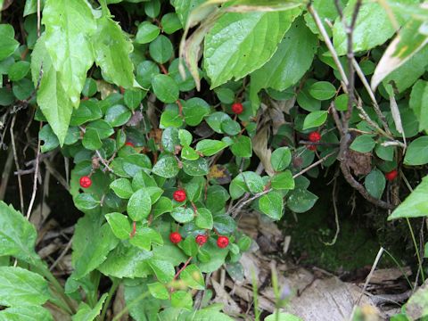 Gaultheria adenothrix