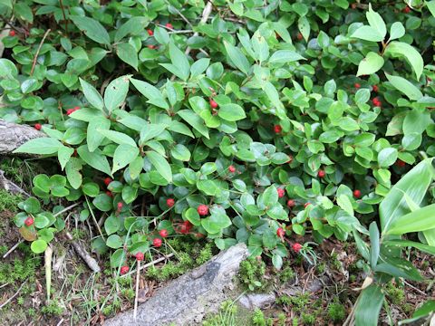 Gaultheria adenothrix