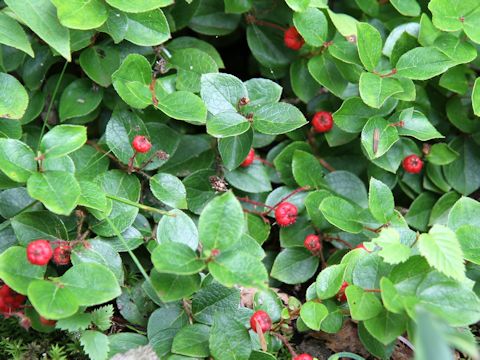 Gaultheria adenothrix