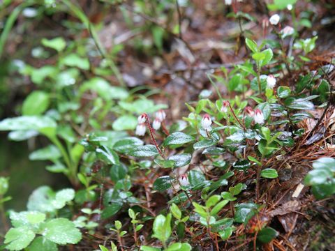 Gaultheria adenothrix