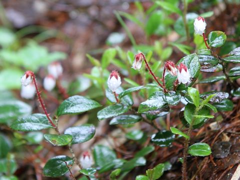 Gaultheria adenothrix