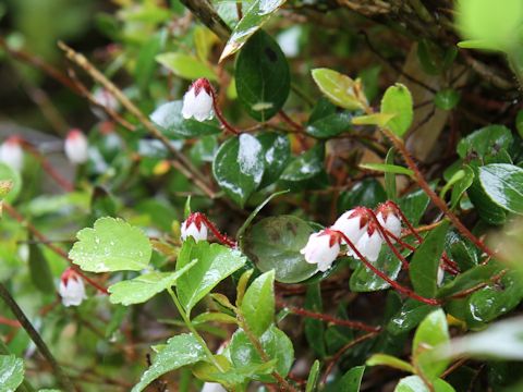 Gaultheria adenothrix