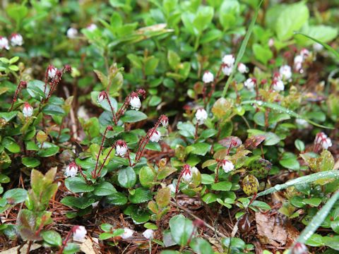 Gaultheria adenothrix