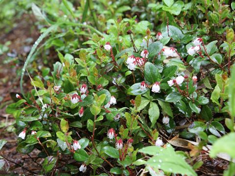 Gaultheria adenothrix