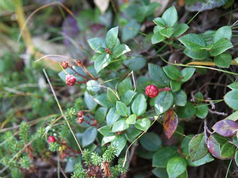 Gaultheria adenothrix