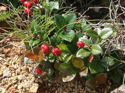 Gaultheria adenothrix