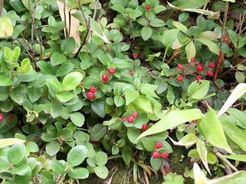 Gaultheria adenothrix