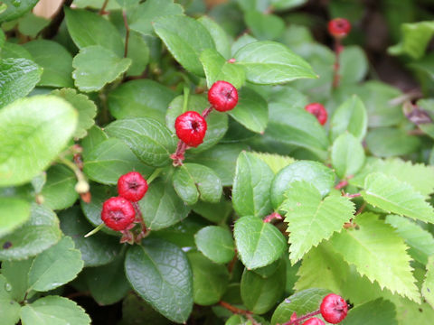 Gaultheria adenothrix