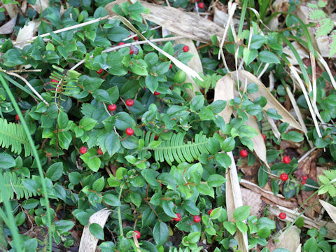 Gaultheria adenothrix