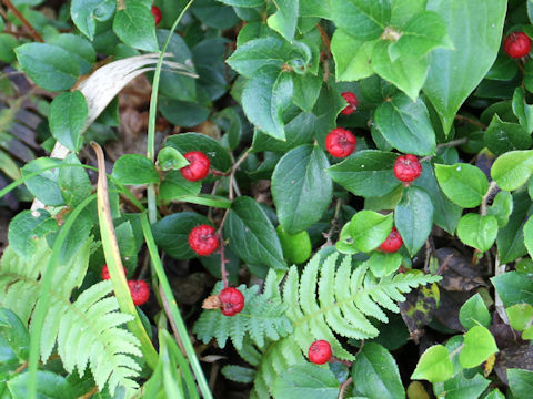 Gaultheria adenothrix