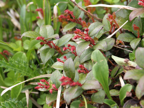 Gaultheria adenothrix