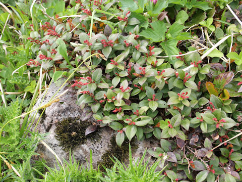 Gaultheria adenothrix