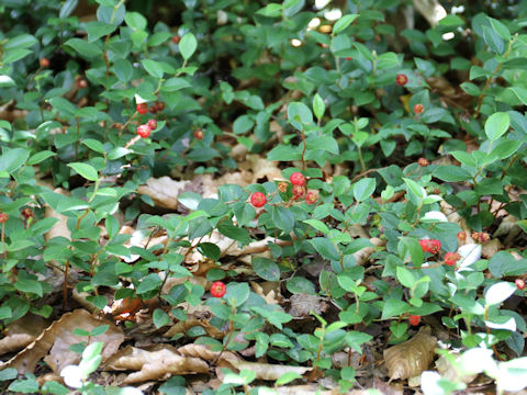 Gaultheria adenothrix