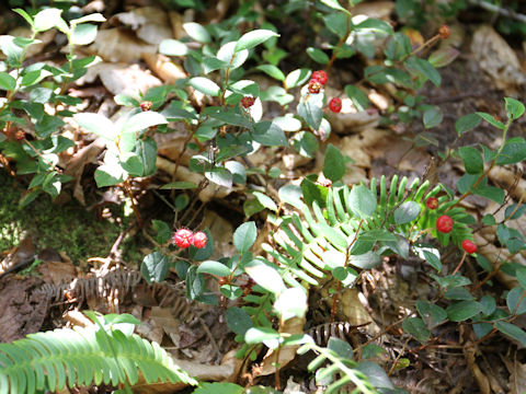 Gaultheria adenothrix