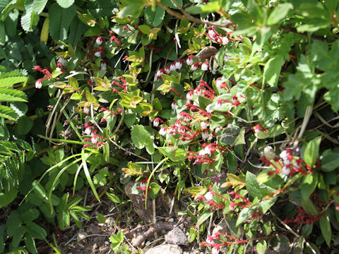 Gaultheria adenothrix