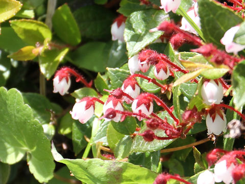 Gaultheria adenothrix