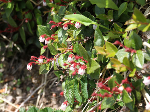 Gaultheria adenothrix