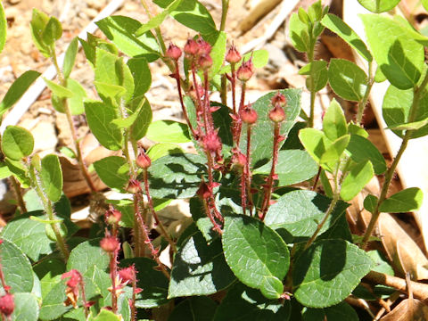 Gaultheria adenothrix