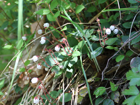 Gaultheria adenothrix