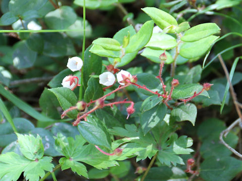 Gaultheria adenothrix