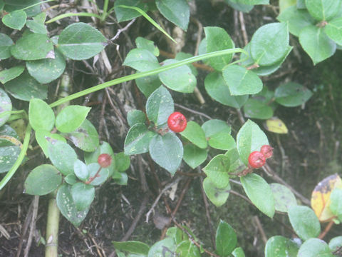 Gaultheria adenothrix