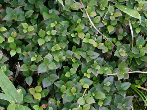 Gaultheria adenothrix