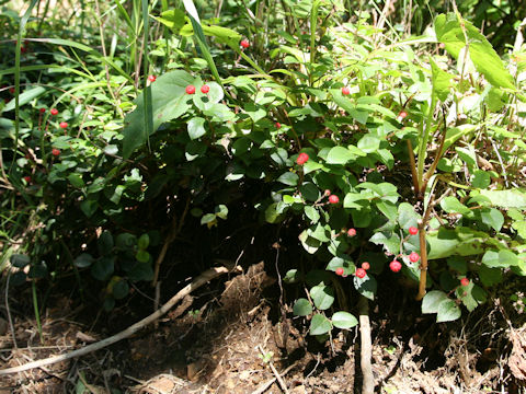 Gaultheria adenothrix